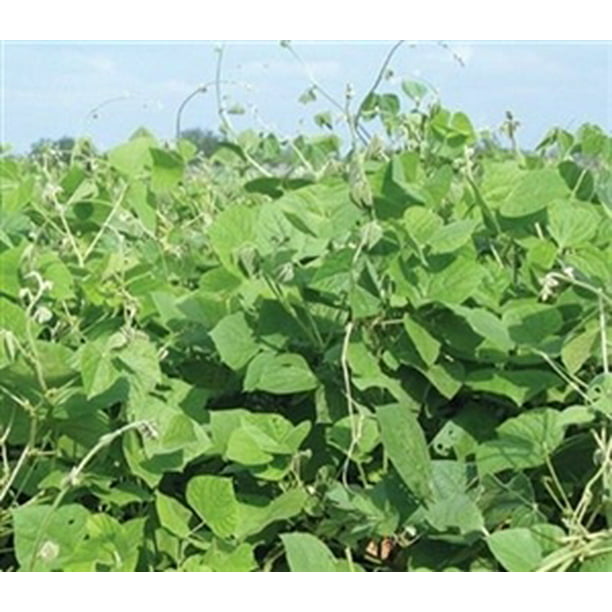 SeedRanch Non-GMO Soybean Food Plot Seeds 20 Lbs.